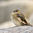 Snow Bunting fledgling
