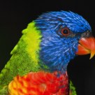 Lorikeet