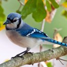 Jay