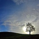 November Tree