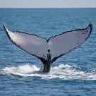 Humpback Whale