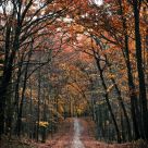 Autumn Lane