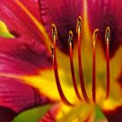 Fleur