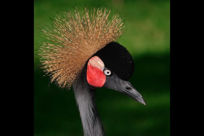 Grey Crowned Crane