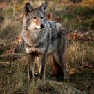 Canadian Coyote