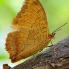 Charaxes marmax