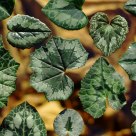 Cyclamen leaves