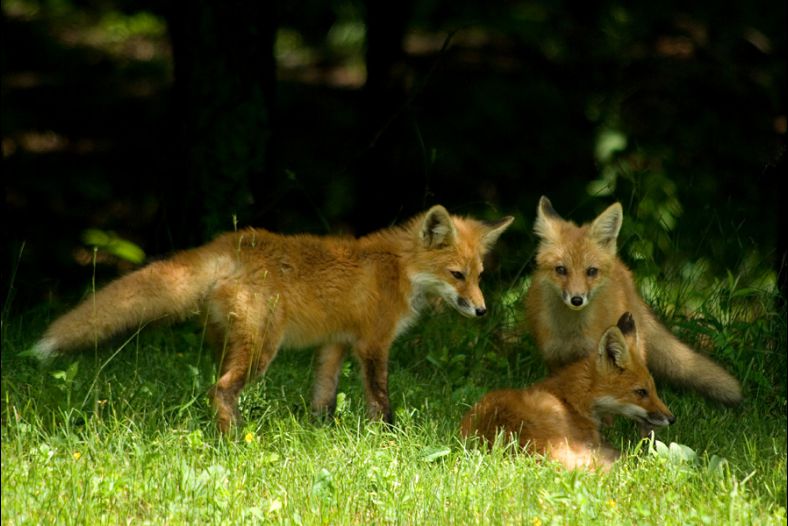 Foxes #1