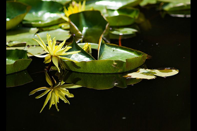 Lily Pad Reflections