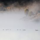 Ducks in The Fog