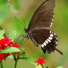 Papilio polytes