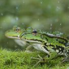 green frogs in the rain