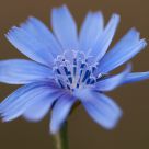 Enfoque a floz azul