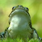 green frog perspective