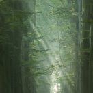 morning light in the forrest