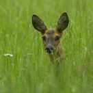 row deer