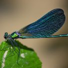 beautiful demoiselle