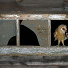 barn owl with prey