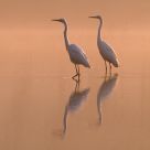 great white egrets