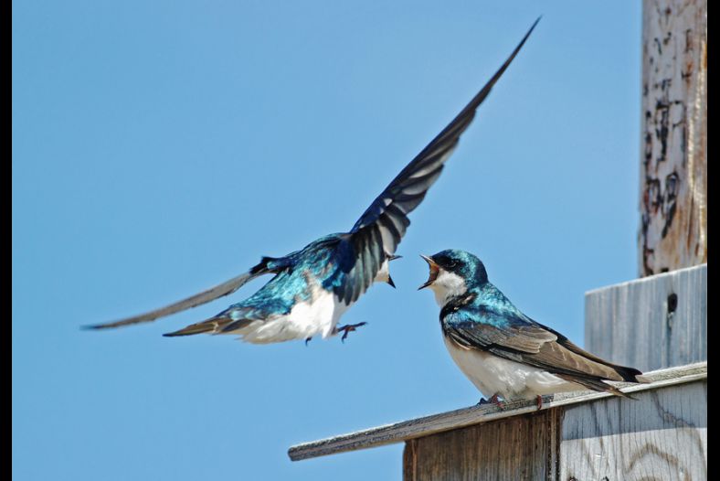 Invitation or fight?