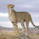Looking for food