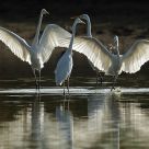 great white egrets