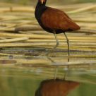 Jacana