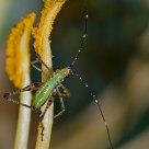 Katydid Nymph