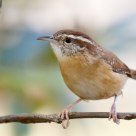 Carolina Wren
