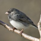 Dark-eyed Junco