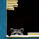 Peeking Out
