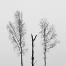 Trio