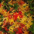 Amber tree leaves
