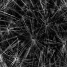 Spores