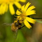 Honey Bee and Furry Cats Paws