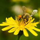 Honey Bee and Furry Cats Paws