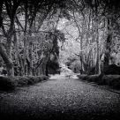 Fall Path