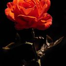 Rosa en negro