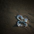 Butterfly Shell