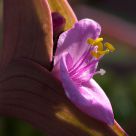 Purple Heart Flower