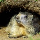 Marmot at home