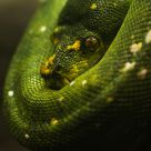Morelia Viridis