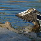 Female duck