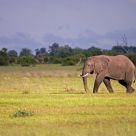 Elephant at Duba Plains