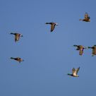 Mallards in Flight