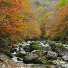 Color of Autumn