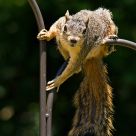 Trapeze