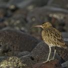 Whimbrel