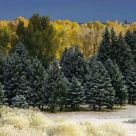 Snowy Trees in Autumn