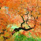 Maple Just Before Its Peak